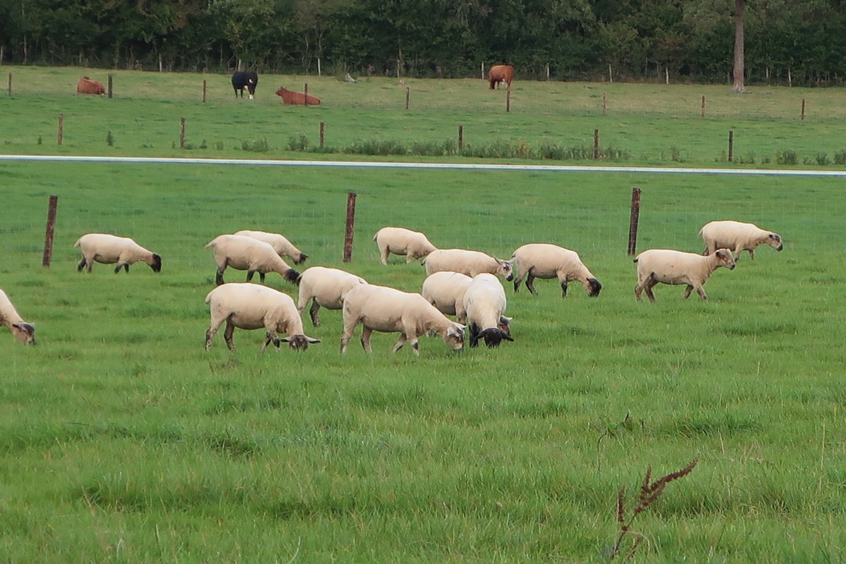 Our replacement ewe lambs grazing in what's left of the good weather! They were shorn in August to increase size and body frame and will be let to the ram in late October to lamb in the end of march. Our next open day is October 14th- have you booked your place yet?