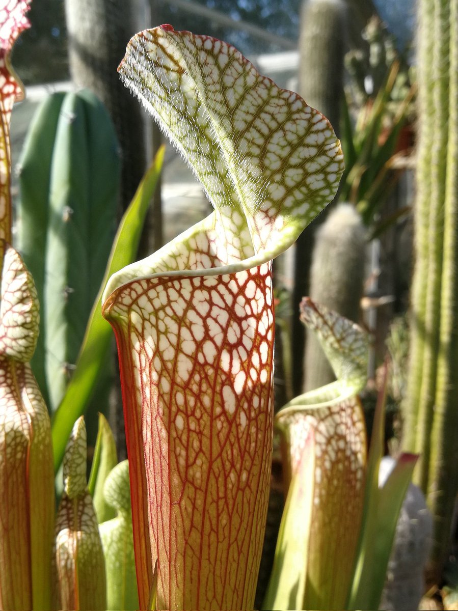 Sarracenia leucophyla makes lovely autumn traps #carnivorousplant #sarracenia