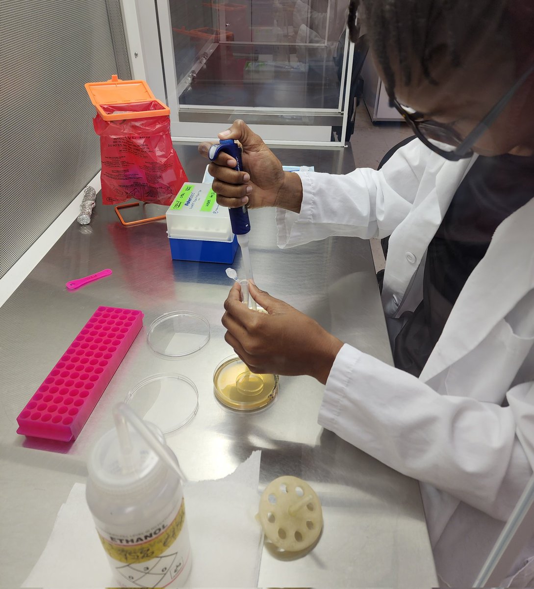 revealplant's tweet photo. So proud 👏 👏 of my undergrad student researchers #ECSU. First time the lab placing plasmid RUBYRED @ATinyGreenCell in Agro AGL-1 with modified protocol (no liq N). Colonies 🔴🔴 (only need 1😊). Now onto transformation of tomato, tobacco, WFP....... #HBCU #undergradsinthelab https://t.co/iYe5ay4fQq