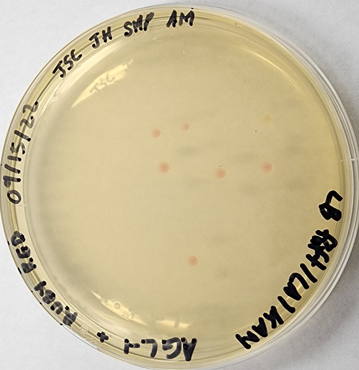 revealplant's tweet photo. So proud 👏 👏 of my undergrad student researchers #ECSU. First time the lab placing plasmid RUBYRED @ATinyGreenCell in Agro AGL-1 with modified protocol (no liq N). Colonies 🔴🔴 (only need 1😊). Now onto transformation of tomato, tobacco, WFP....... #HBCU #undergradsinthelab https://t.co/iYe5ay4fQq