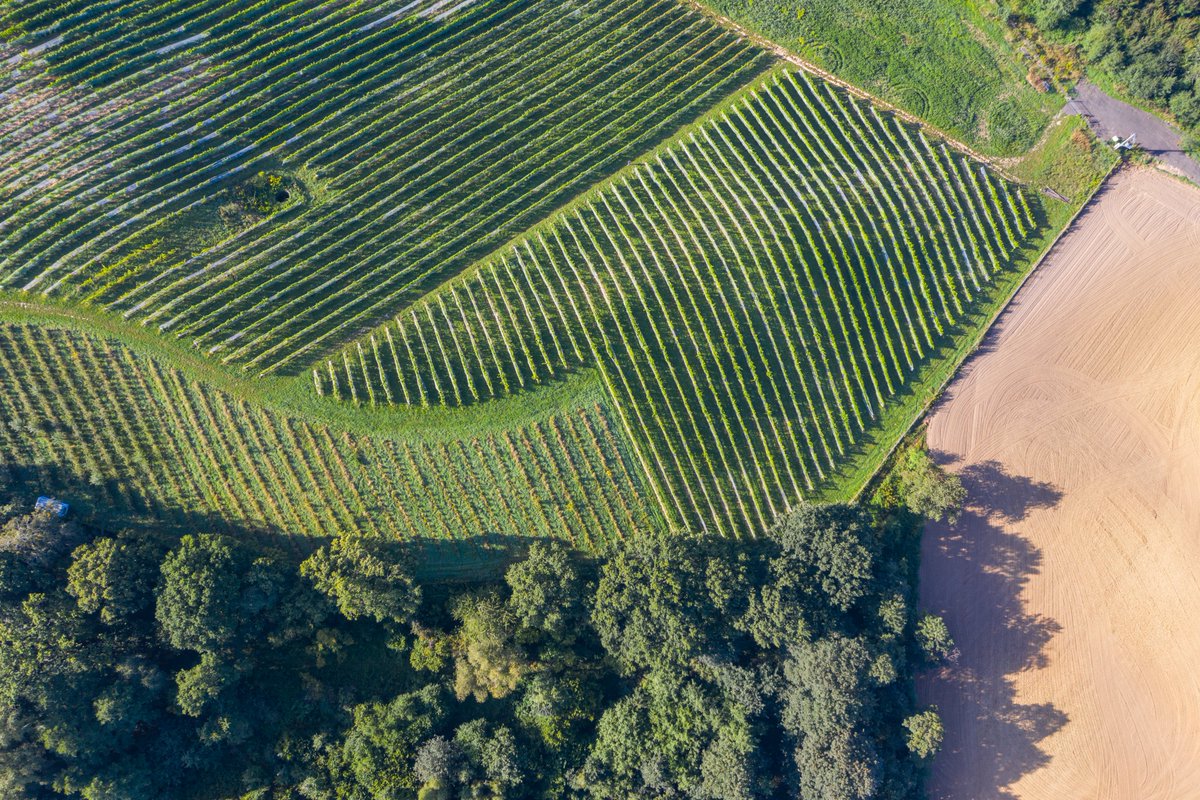 DOZEDO3's tweet photo. 👉Jak podążać za swoimi marzeniami i zbudować coś wyjątkowego? O tym wiedzą właściciele🍇"Winnica 55-100". Właścicieli -Tomasza i Doriana- będziecie mogli również spotkać podczas naszej Konferencji branżowej we #Wrocław. Zapisy na: https://t.co/mJnNvS8AcF #łańcuchdostaw #synergia https://t.co/0M6c69sHi5