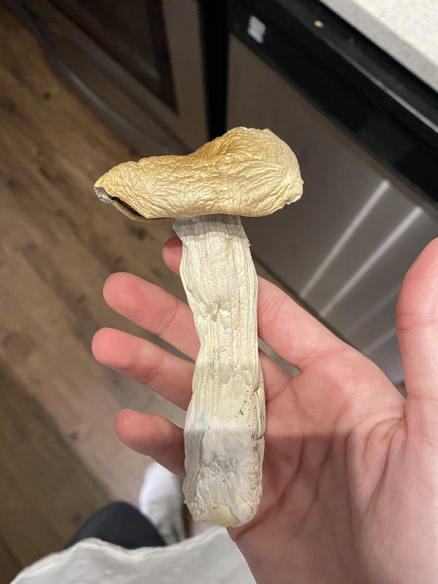 Molly McCutcheon tweet media