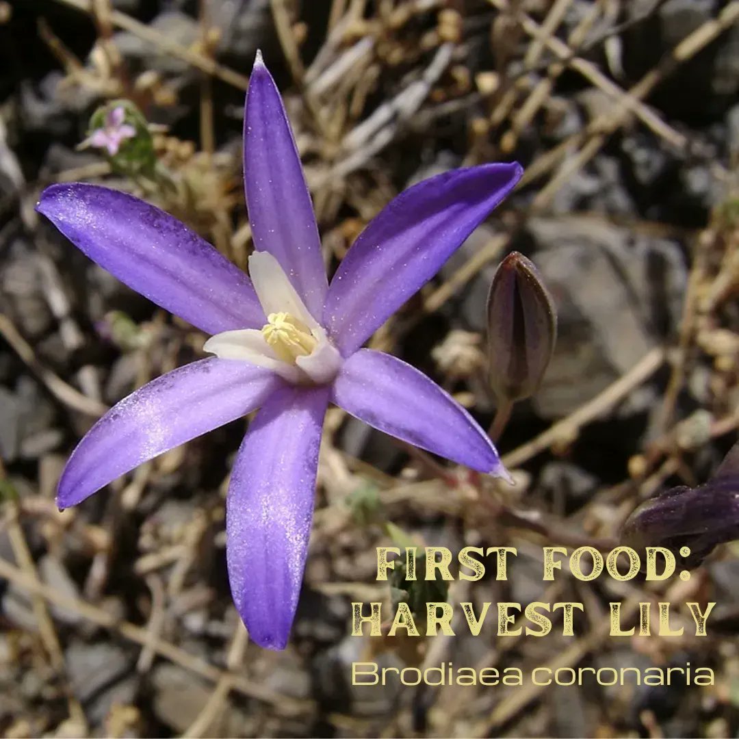 BentonSWCD's tweet photo. Native plants like the Harvest Lily are traditionally used by Oregon's indigenous peoples as an important food source. Our upcoming Bulb &amp; Seed Sale features these and other bulbs grown by the Confederated Tribes of Grand Ronde.
Learn more here: https://t.co/Lnv7kKdfnb https://t.co/HtYX9haC04