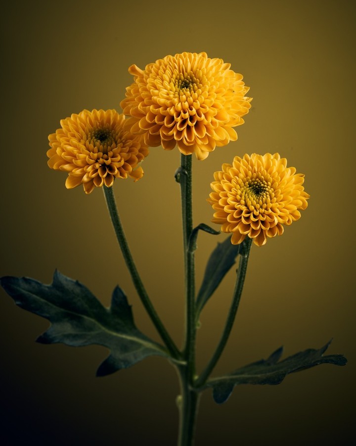 LEEFilters's tweet photo. Gareth Williams
📍Zeist, Netherlands
📷Sony A7R IV
⭕Sony FE 90mm, f/2.8 Macro
✴️LEE Colour Magic 101 Original Yellow
🖥️Capture One
🔗https://t.co/XJlplDufMm
-
#LEEFilters #photographeroftheday #camerasetup #landscapephotography #cameraequipment #cameralighting #camerafilters https://t.co/UFjTr4i0d3