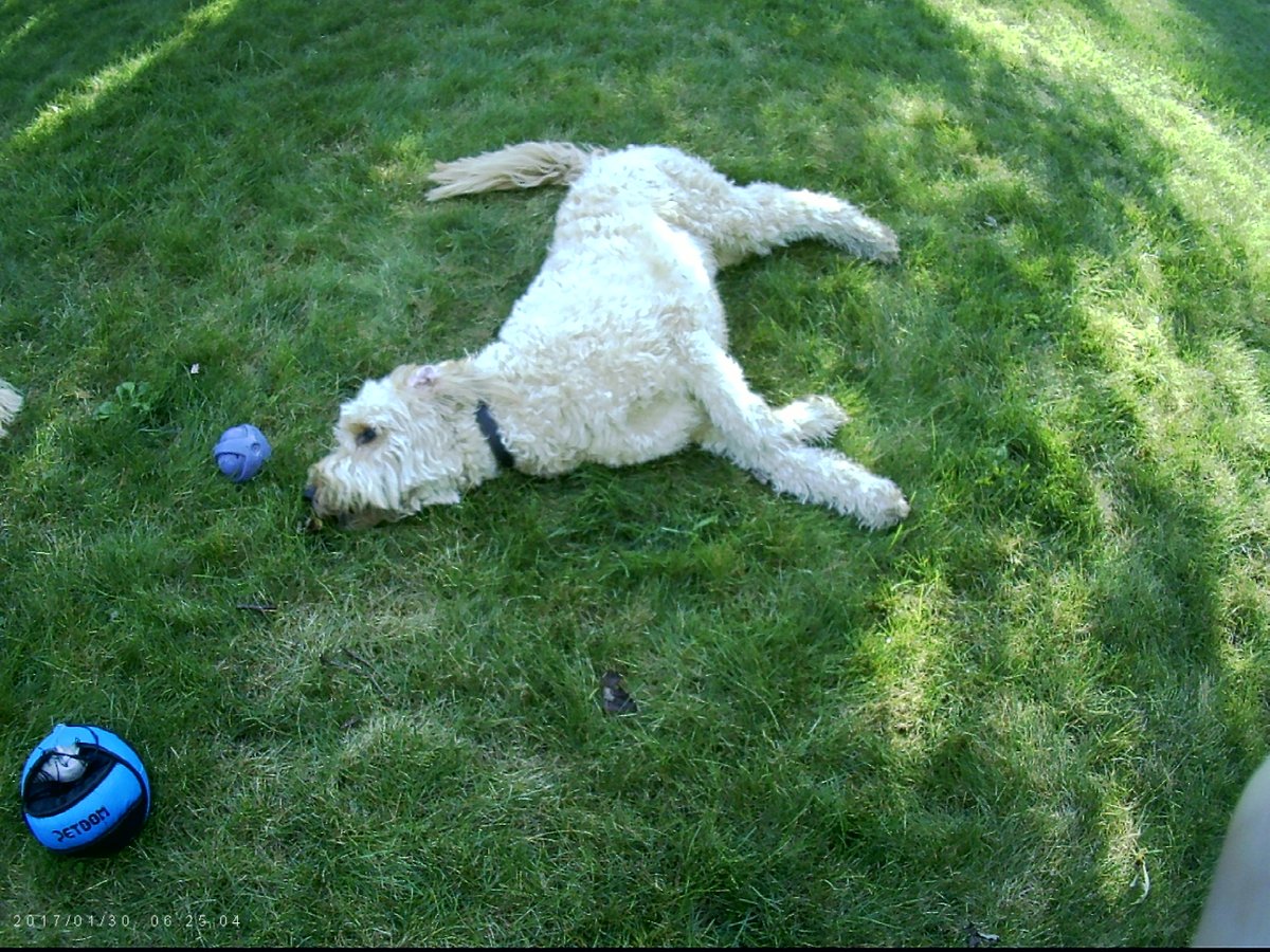 Looking for the motivation to chase this ball…
It’s almost the weekend everyone! Let’s finish this week off strong!

#woofpack #thursdayenergy #doodle #waggintrails #playtime