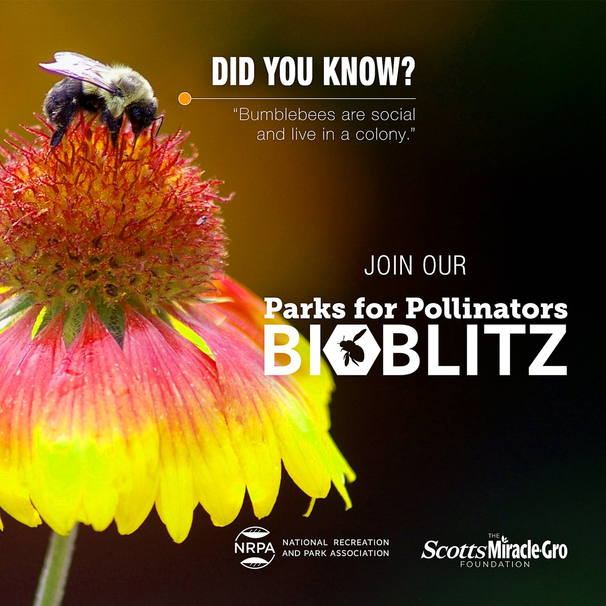 NRPA_news's tweet photo. It's the last weekend in September to host a #BioBlitz event in your community! Tag your posts and share your events with #ParksforPollinators! @Scotts_MGro https://t.co/orte7SEeoC