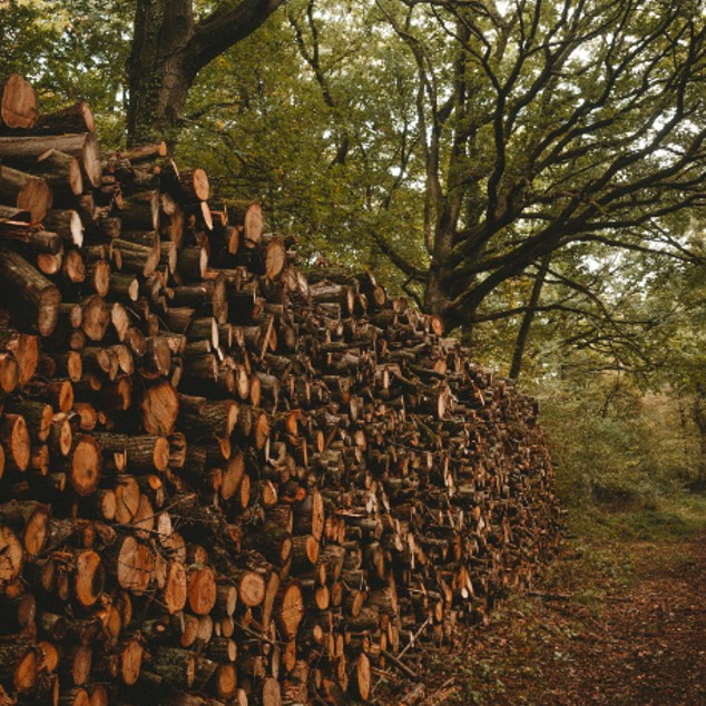 kilndriedlogs's tweet photo. Today is the first day of #Autumn & with the cooler weather fast approaching, there has never been a better time to get stocked up with #KilnDriedLogs.
https://t.co/lxhmLlkGvM
#autumnshere #woodstack #fire #firewood https://t.co/Qax37LnILn