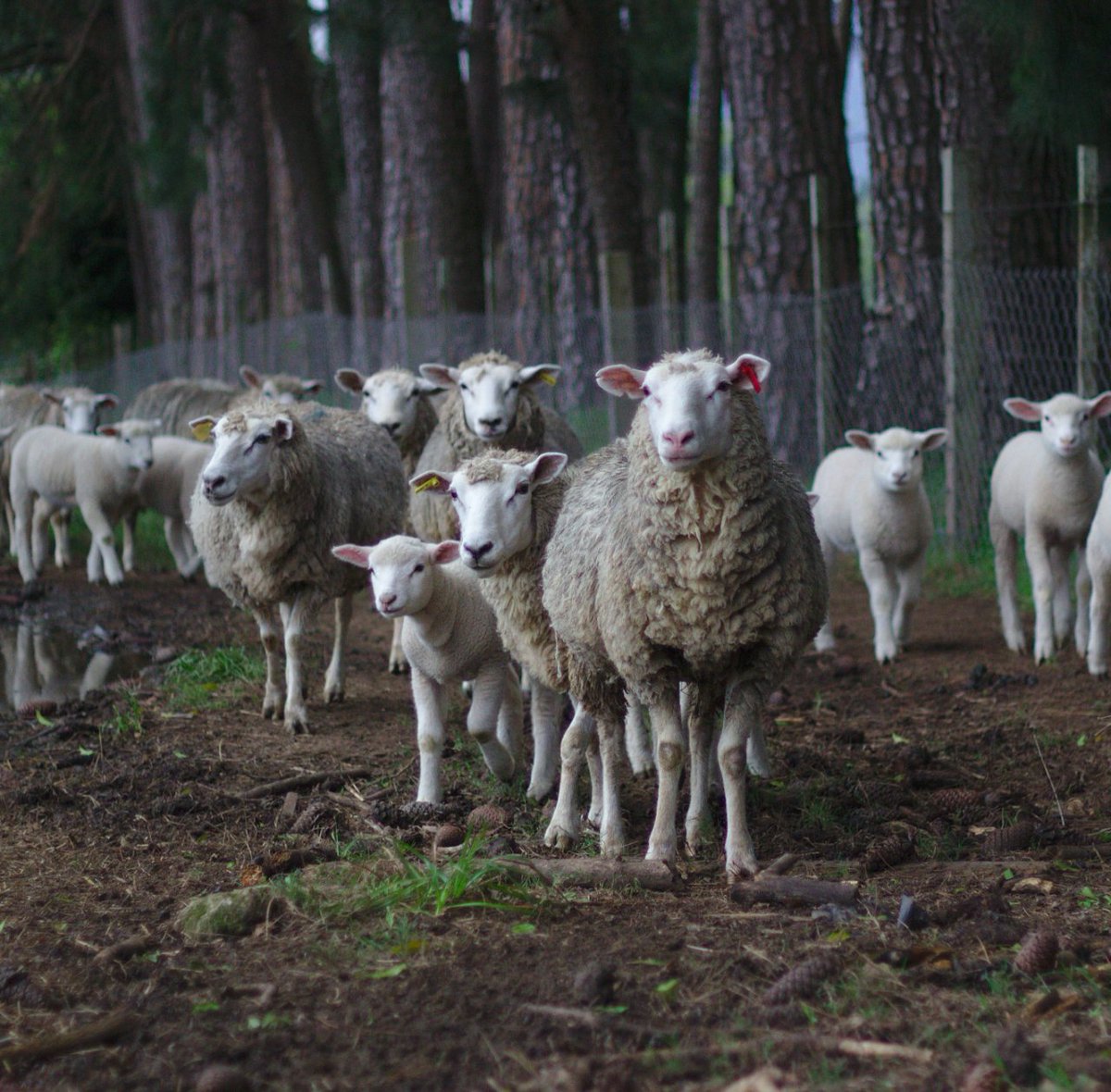 NaturalCalmCA's tweet photo. Tired of counting sheep? Start sleeping, tonight. Try our Natural Calm Sleep for the fast acting, restful sleep you have been searching for. https://t.co/GhUYnbVW8J
#naturalcalm #sleep #calmsleep #nutrition #magnesium #healthysleep #nutrition #melatonin https://t.co/jAOYJxDKP5