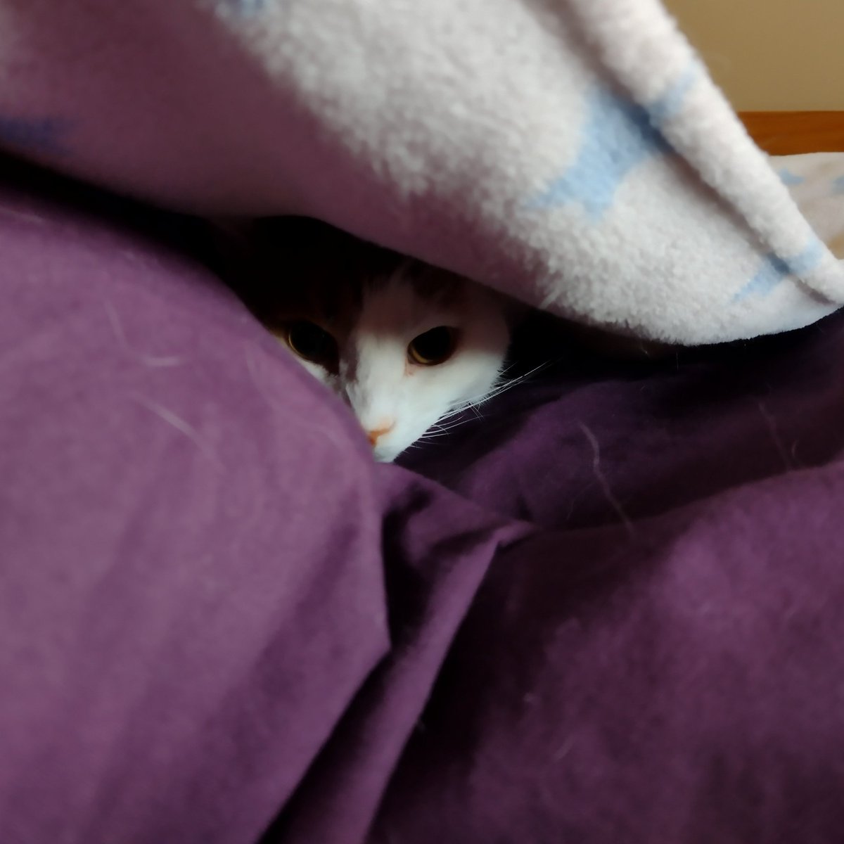 You have seen my secret lair. Now you must die. #catsareevilgeniuses #thecatswetweet