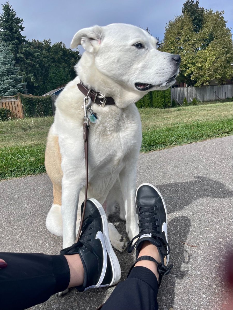 AliCarruthers17's tweet photo. Happy #participACTION #sneakitin day! I’m wearing my sneaks today to help me SNEAK IN a few minutes of physical activity during my WFH workday to lessen stress and lift my mood. 💪 👟 @ParticipACTION https://t.co/xIdvIW6fAk