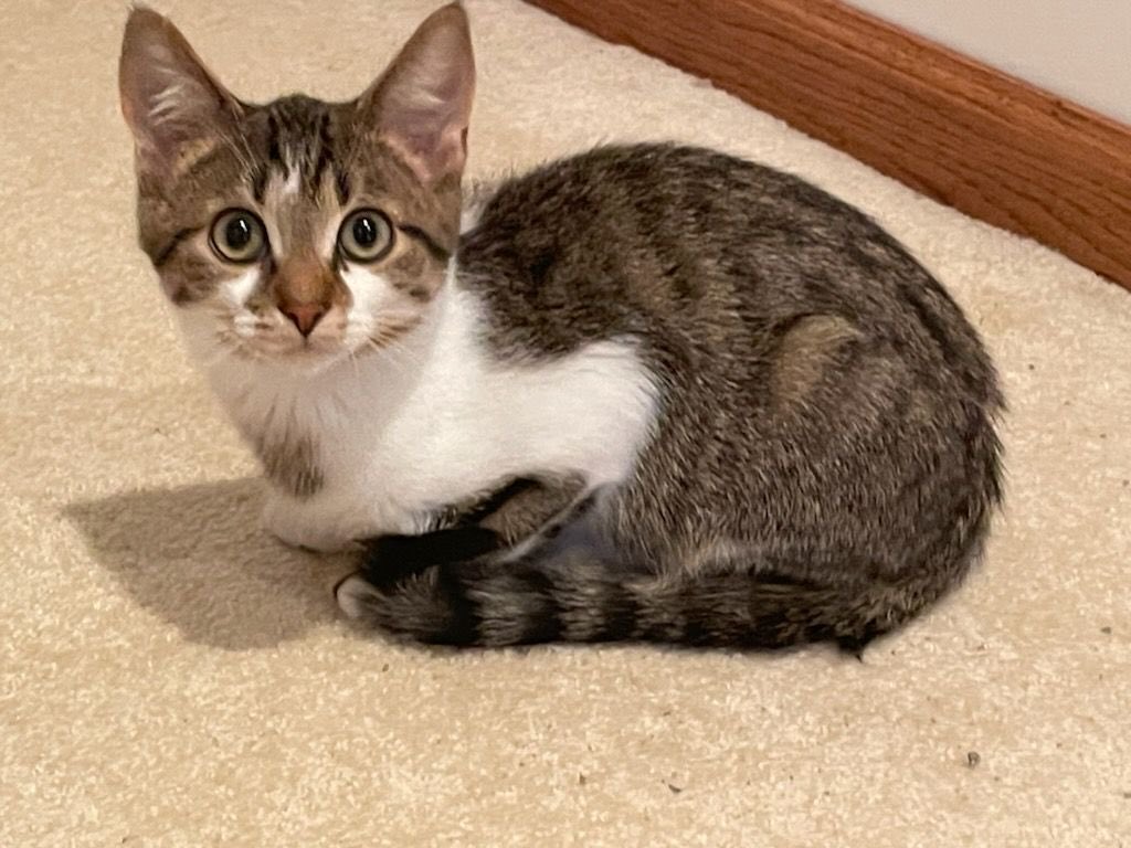 Bondi from our Beaches litter 🏖 is still searching for his forever. His sister and best friend, Monica, didn’t make it, so this shy little guy is on his own. (1/2)

#AdoptMe #Kittens #AdoptALessAdoptablePet #FluffyFursday