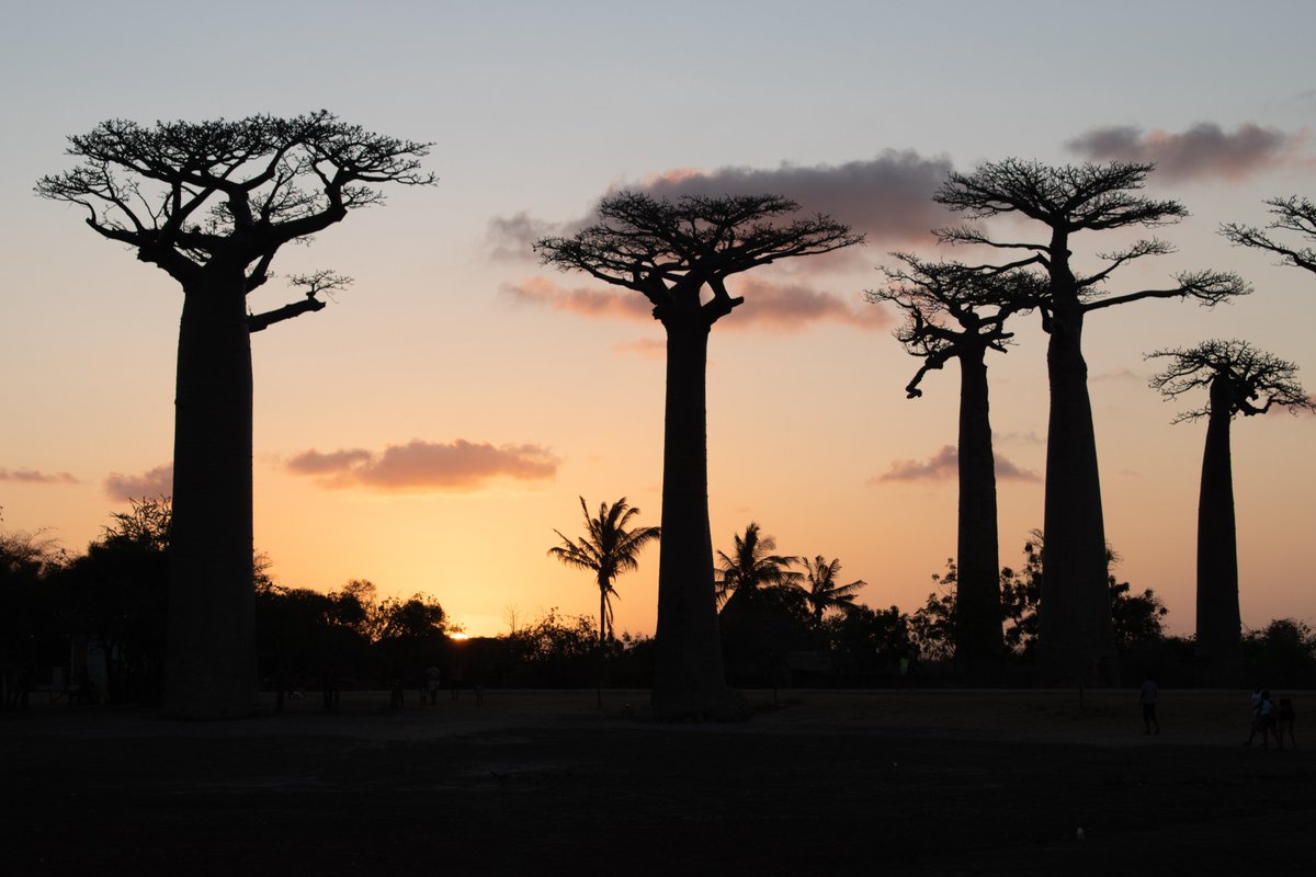 Job @KewScience: Bioinformatician - Completing the #Plant #Tree of Life Project🧬🌵🧬🌳🧬
Deadline: 11 Oct 2022. Please RT! #PAFTOL #phylogenomics #Angiosperms353 APPLY HERE!👇

careers.kew.org/vacancy/bioinf…