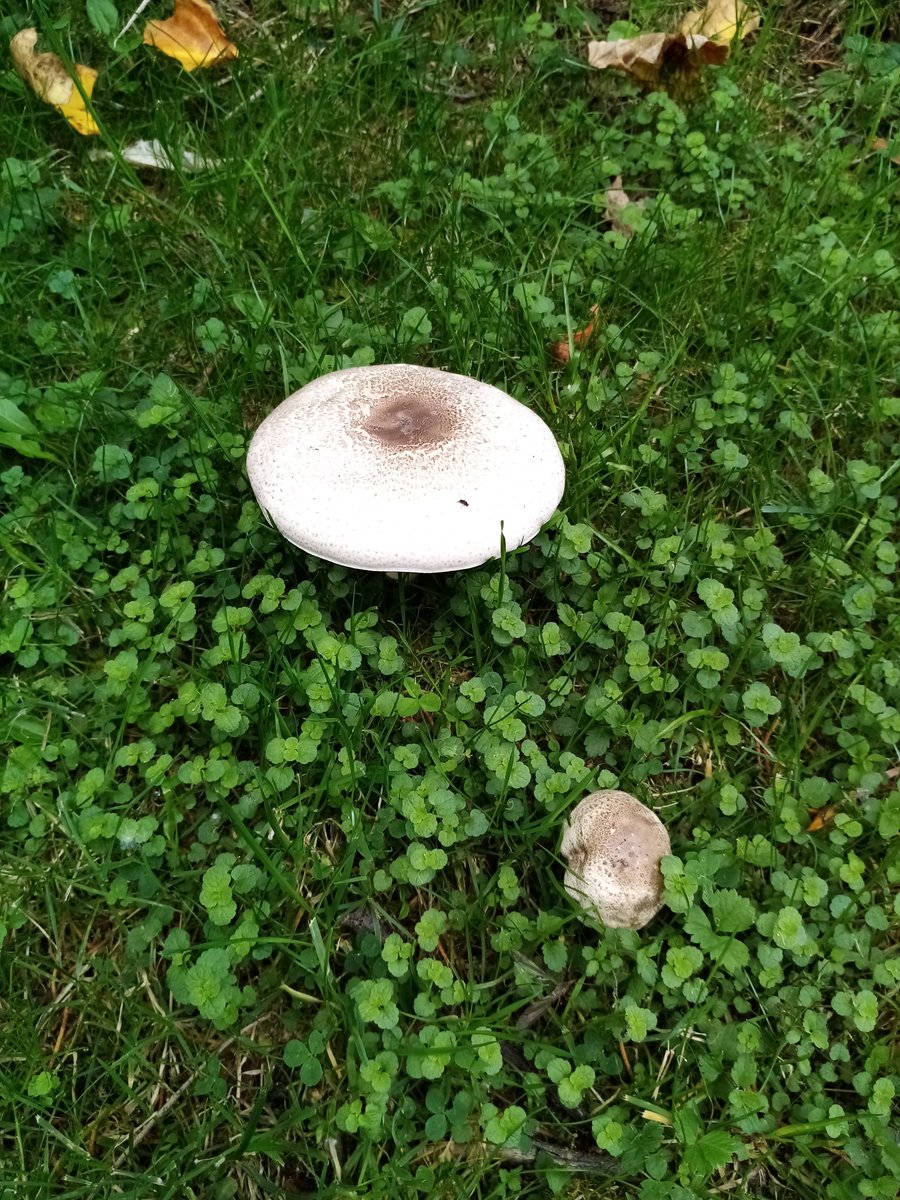 michasorigami1's tweet photo. 🍄Mushroom season🍁 #carefulnow🍂 #Autumn🍄 #walkinthewoods 🍄🍂🍁
#picturesonly 🌲🌲 #prettylooking #dontpickup 
@MillraceGlamp @visitwicklow @DiscoverIreland @CommArchWick @ChristinaDePaor https://t.co/jmGaib9q5e