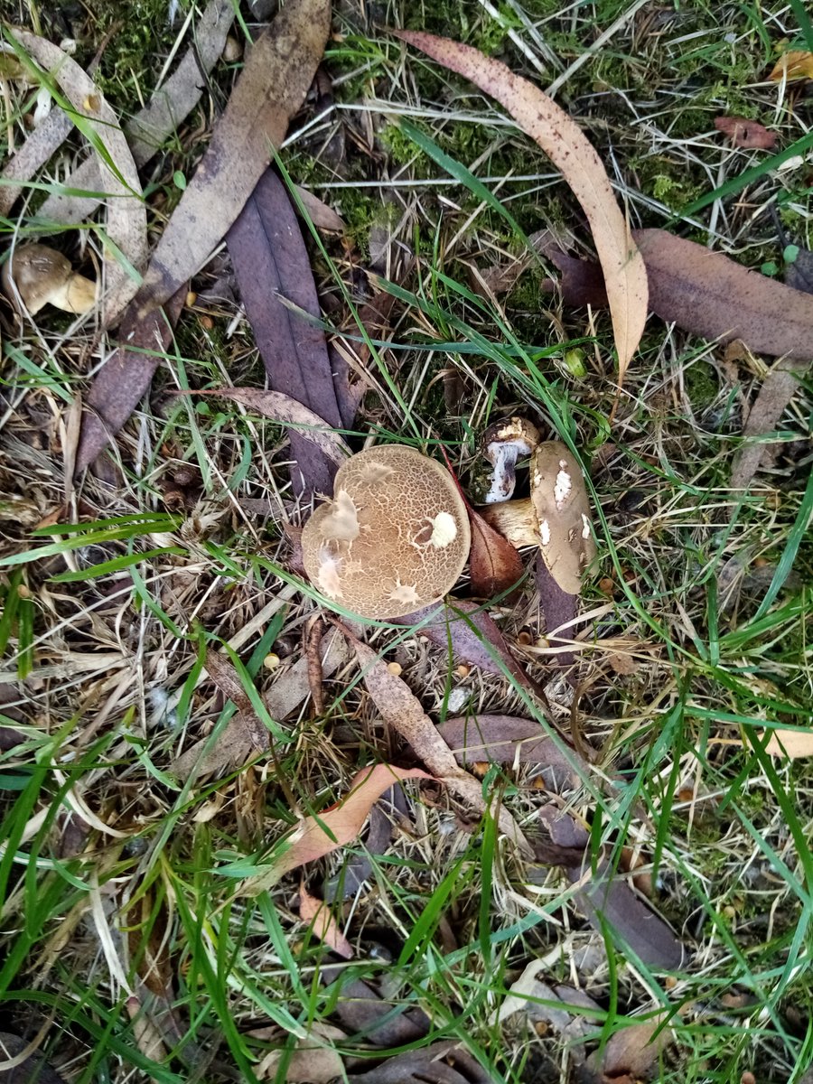 michasorigami1's tweet photo. 🍄Mushroom season🍁 #carefulnow🍂 #Autumn🍄 #walkinthewoods 🍄🍂🍁
#picturesonly 🌲🌲 #prettylooking #dontpickup 
@MillraceGlamp @visitwicklow @DiscoverIreland @CommArchWick @ChristinaDePaor https://t.co/jmGaib9q5e