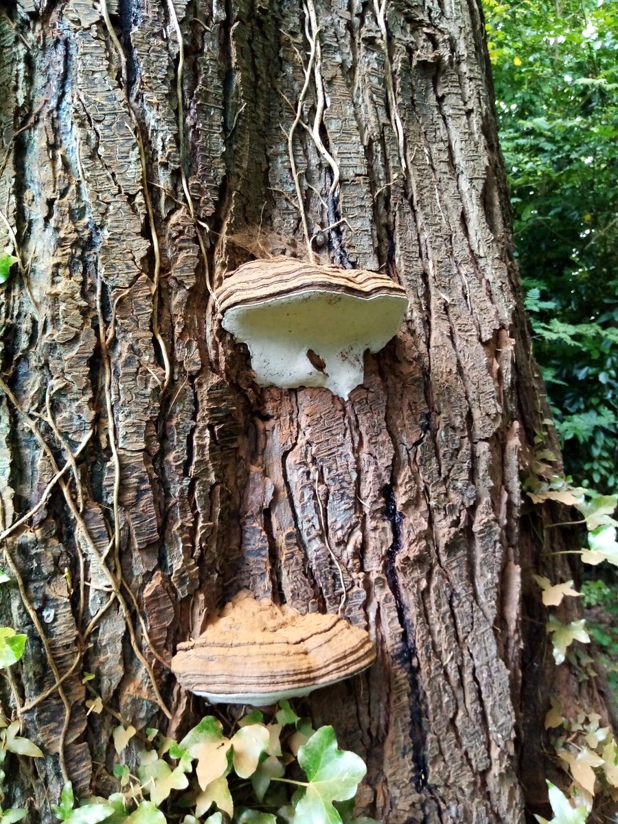 michasorigami1's tweet photo. 🍄Mushroom season🍁 #carefulnow🍂 #Autumn🍄 #walkinthewoods 🍄🍂🍁
#picturesonly 🌲🌲 #prettylooking #dontpickup 
@MillraceGlamp @visitwicklow @DiscoverIreland @CommArchWick @ChristinaDePaor https://t.co/jmGaib9q5e