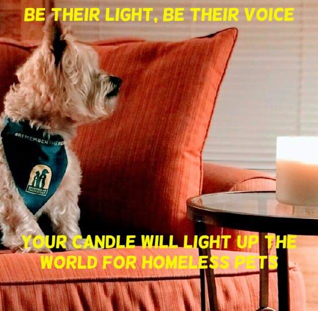 EAFREESE's tweet photo. Charlie &amp; I are thinking about all the homeless pets today.  
#RememberMeThursday #RememberTheRescue #ShineALight #SeeTheLight @OPH_Rescue @HWAC https://t.co/4G60vf3Fsp