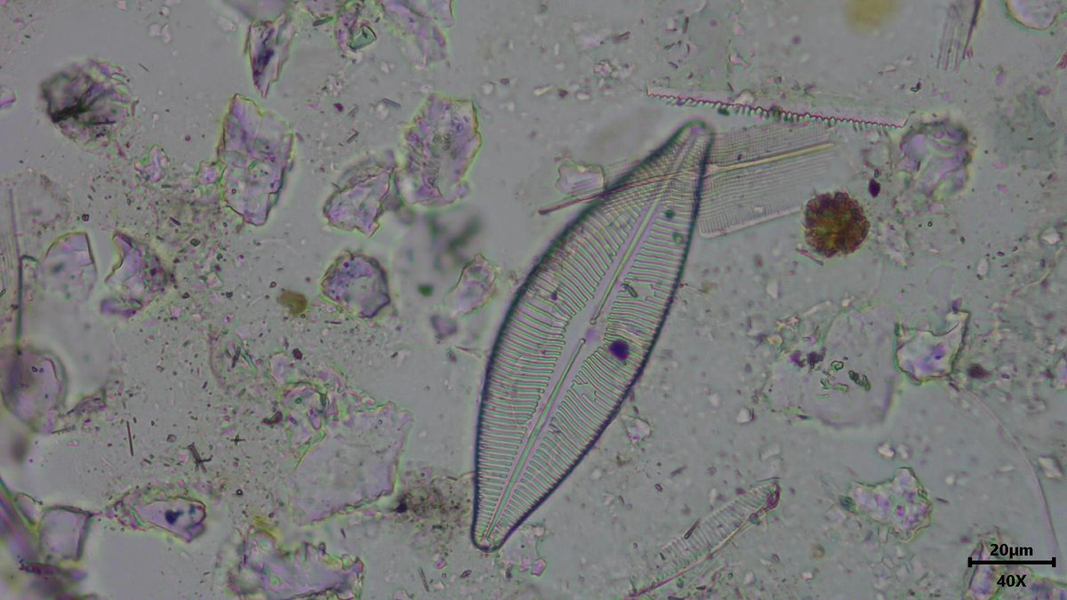 TomCBHill's tweet photo. #Diatom confusion! I thought this beauty was #Cymbella ehrenbergii, only to see that #Cymbopleura inaequalis looks identical? but no clear evidence to suggest synonymised etc? Is one correct? #Diatom peeps, help! 🤓🔬 https://t.co/4JQjhFT0ns