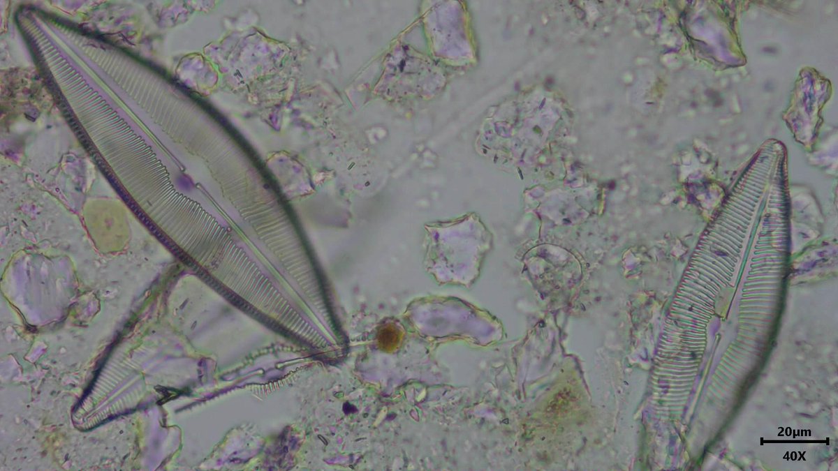 TomCBHill's tweet photo. #Diatom confusion! I thought this beauty was #Cymbella ehrenbergii, only to see that #Cymbopleura inaequalis looks identical? but no clear evidence to suggest synonymised etc? Is one correct? #Diatom peeps, help! 🤓🔬 https://t.co/4JQjhFT0ns
