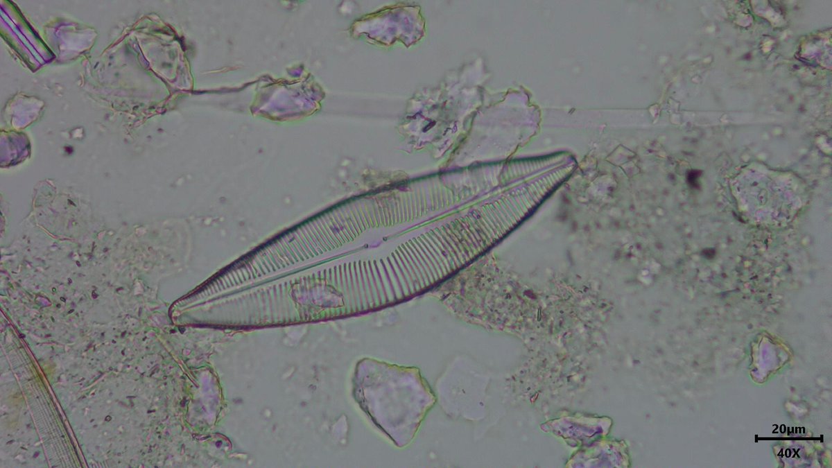 TomCBHill's tweet photo. #Diatom confusion! I thought this beauty was #Cymbella ehrenbergii, only to see that #Cymbopleura inaequalis looks identical? but no clear evidence to suggest synonymised etc? Is one correct? #Diatom peeps, help! 🤓🔬 https://t.co/4JQjhFT0ns