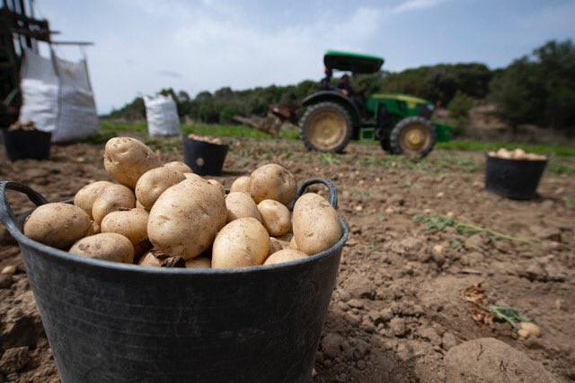 flavorcook's tweet photo. CatOrigen, apuesta por recuperar la riqueza perdida del cultivo de la patata catalana en 8 comarcas 👉🏻 https://t.co/HujswTvfR0 #catorigen #productodeproximidad https://t.co/nPCCdaoDrc