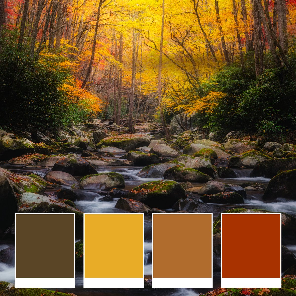 VisitNCsmokies's tweet photo. For an explosion of autumn color, the NC Smokies are the place to be this fall! 🍁 Whether you’re hiking one of our trails or shopping downtown, vibrant hues will flood your vision. #haynow #fallcolors #fallcolorpalette #visitncsmokies #AutumnEquinox #happyfallyall https://t.co/xBtt2BftOT