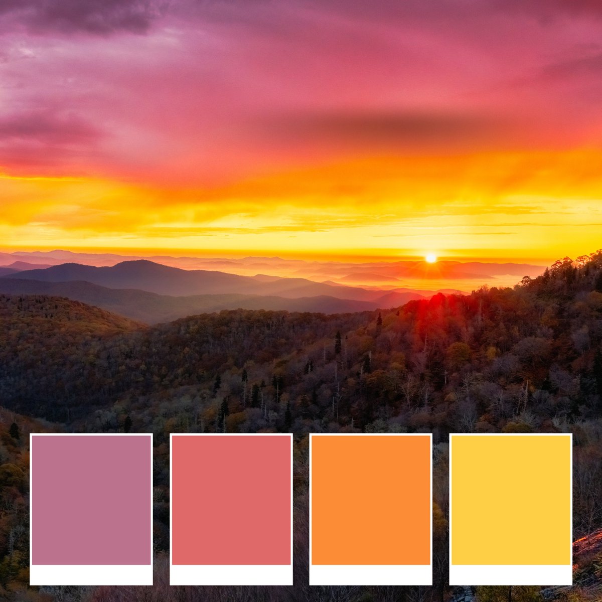 VisitNCsmokies's tweet photo. For an explosion of autumn color, the NC Smokies are the place to be this fall! 🍁 Whether you’re hiking one of our trails or shopping downtown, vibrant hues will flood your vision. #haynow #fallcolors #fallcolorpalette #visitncsmokies #AutumnEquinox #happyfallyall https://t.co/xBtt2BftOT