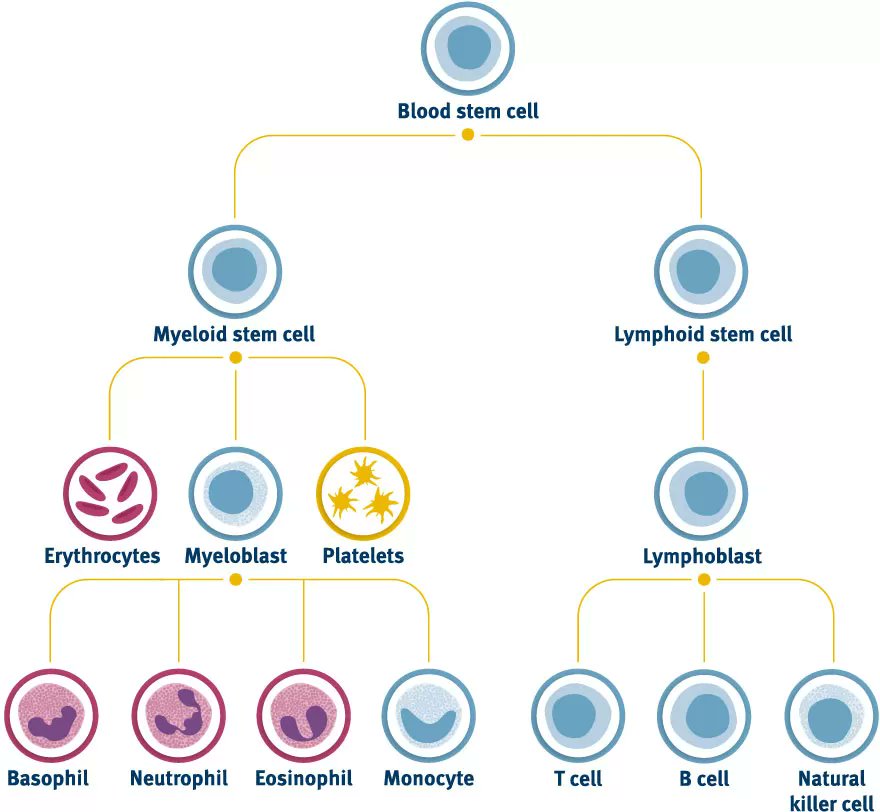 sleepdiplomat's tweet photo. Sleeping <6.5hr/night causes abnormalities in (hematopoietic) stem cell activity, with distortions of cell DNA. Second study in mice replicated this inflammatory, defective stem-cell impact. Also, recovery sleep did not fully reverse the cell defects. https://t.co/eDwbKWfYlQ https://t.co/cVu45FZL2v