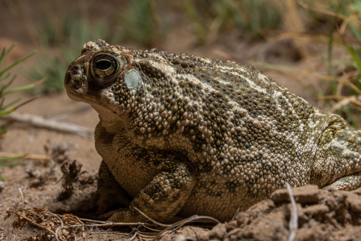 The Great Plains Toad has many mammalian, avian, and serpentine enemies, but thankfully, this charismatic frog has a diverse toolkit for confounding its predators. It's nocturnal, well-camouflaged, and packs a pair of parotoid glands that secrete unpleasant milky fluids. And...