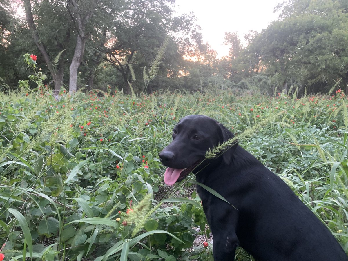 WeAreLocoal's tweet photo. Not only are they our best friends, they also make pretty good pollinators!  Country Coalman, butterflies and hummingbirds are enjoying the Turks Caps on the First Day of Fall.  Coalman and Petey will be going on field trips next week, keep following their adventures in impact. https://t.co/e3VBiLjzVf