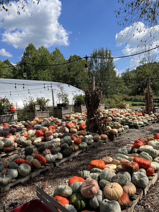 Halloween&rsquo;s approaching 🎃 https://t.co/xooMoBDLjE