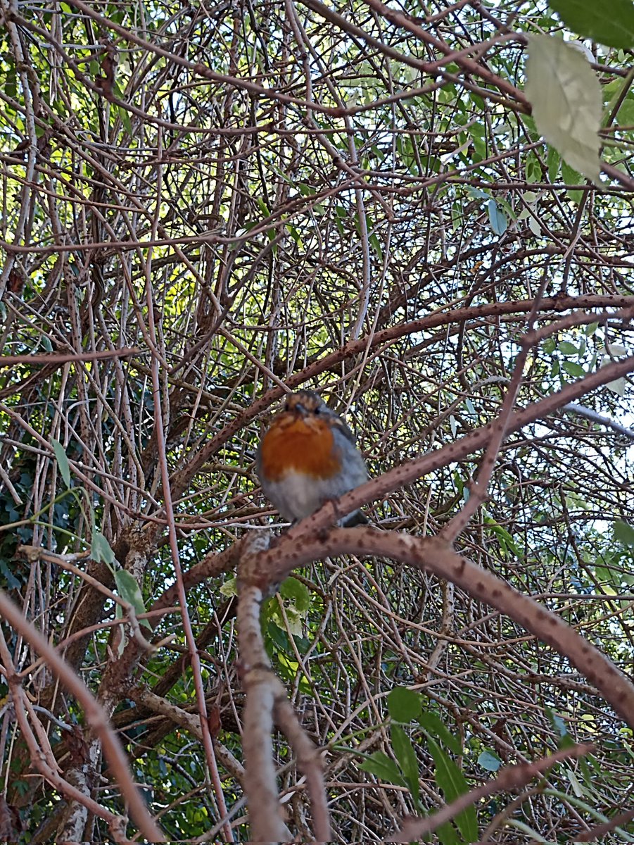 El Castillo cave Project tweet media