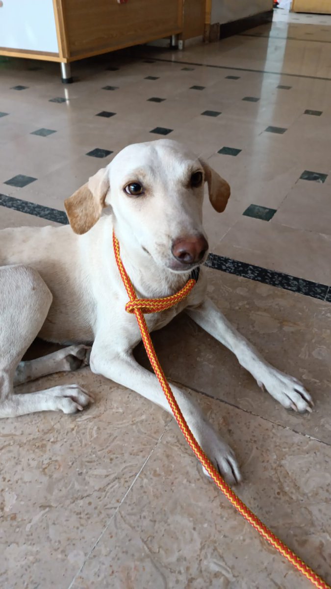 DaijOli's tweet photo. Fantastic news, Munnu has reached her fundraising target! 🥳❤️ Thank you so much to everyone who has shared and contributed to this. We just need to complete the travel preparations and then Munnu will be on her way to the UK! 😃💕🐶✈️

@Lets_Save_wo @Sashibibi @Annikins101 https://t.co/ynH6paD5oC