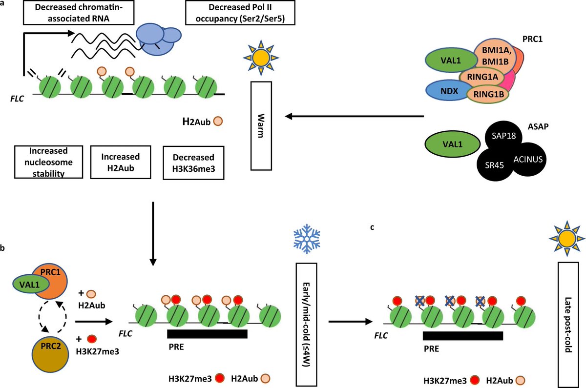 CarolineDeanLab's tweet photo. Our recent study is out in @NatureComms

In this study by @PawelMikulski and colleagues, we elucidate the important role of the DNA binding protein VAL1 in coordinating different activities during epigenetic silencing.

https://t.co/TiQyvUf3V8 https://t.co/5JuklfxFEc