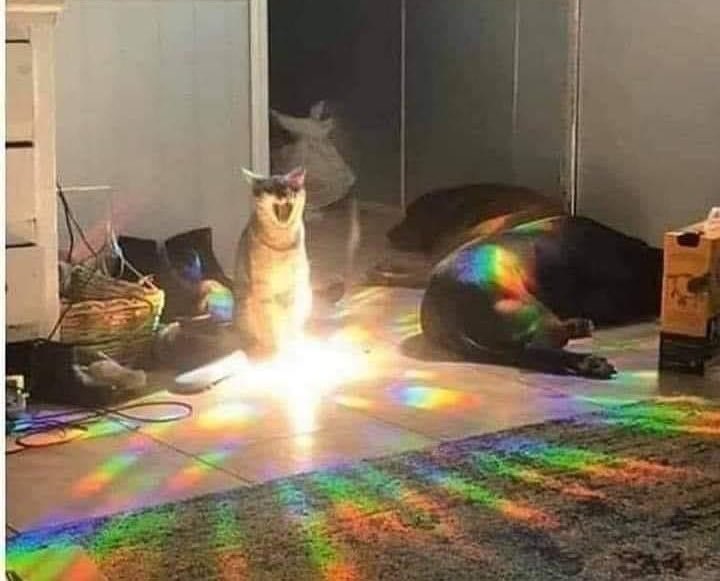 DiloConGatitoz's tweet photo. Cuando tu michi abre portales tridimensionales en la casa. https://t.co/k5Up4koMJG