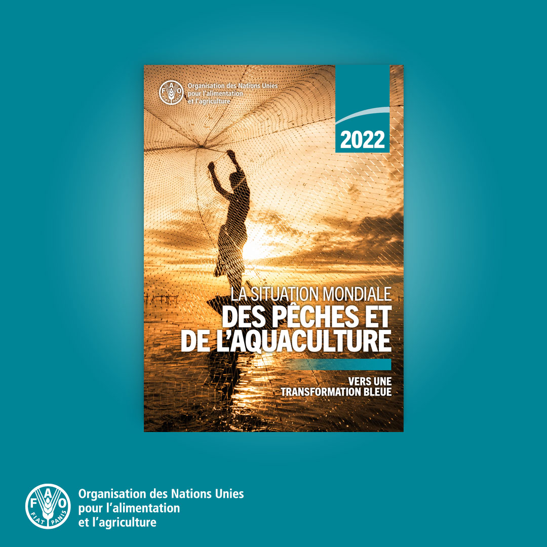 FAOenFrancais's tweet photo. 🎣 La pêche et l'aquaculture seront de plus en plus importantes pour fournir à des millions de personnes:
🔹de la nourriture
🔹des éléments nutritifs
🔹de l’emploi
Cependant, ce secteur fait face à de nombreux défis.
Rapport de la @FAO 👉 https://t.co/4MIEnJbHUI
#SOFIA2022 https://t.co/h784BgDOCg