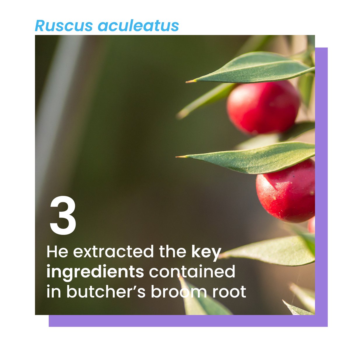 WeCareAsOne's tweet photo. #Thread What do venous disease and #ruscus aculeatus have in common? It’s us! https://t.co/G0WKGSwDXQ