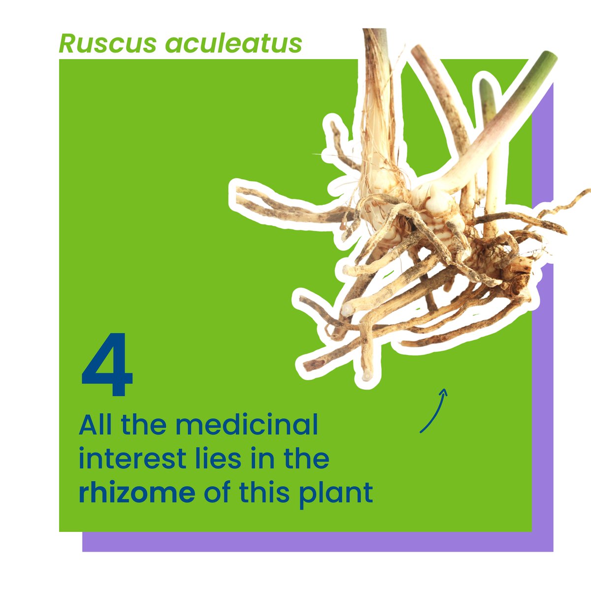WeCareAsOne's tweet photo. #Thread What do venous disease and #ruscus aculeatus have in common? It’s us! https://t.co/G0WKGSwDXQ