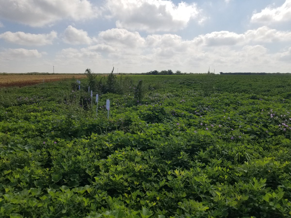 South TX peanut field day! 🥜🥜🥜 <a href="/TexasPeanuts/">Texas Peanuts</a> <a href="/waysouthTXagron/">Josh McGinty</a>
