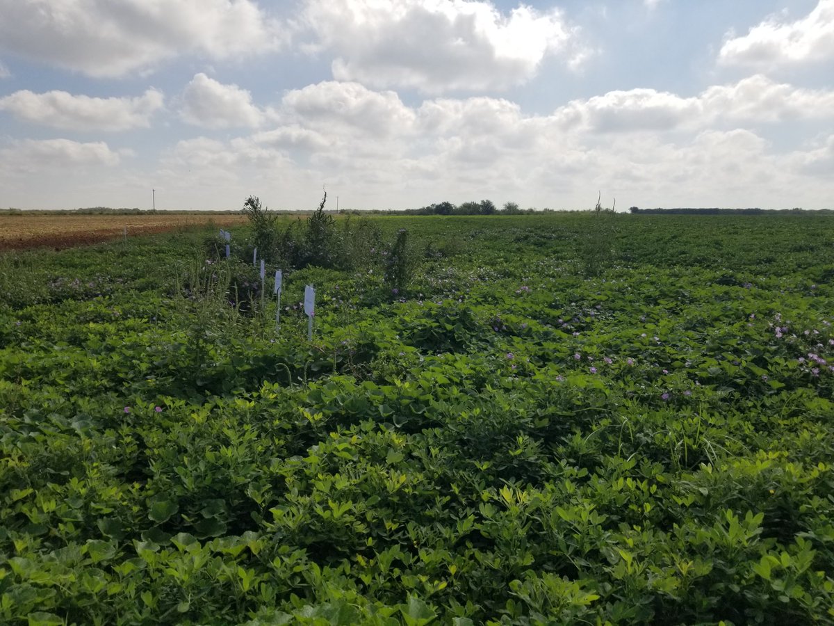 South TX peanut field day! 🥜🥜🥜 @TexasPeanuts @waysouthTXagron