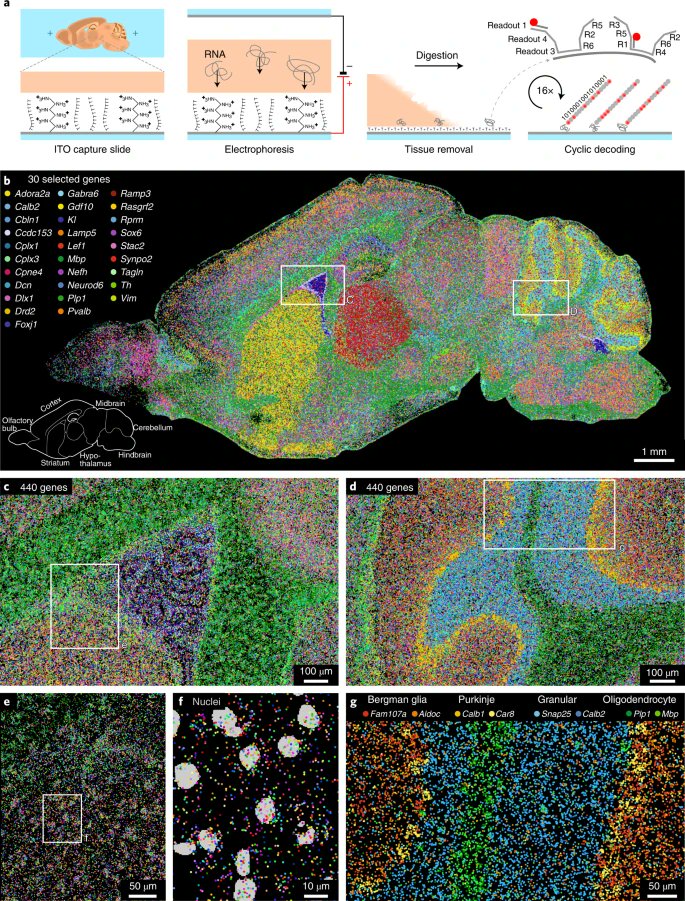 Scalable in situ single-cell profiling by electrophoretic capture of mRNA using EEL FISH go.nature.com/3r4svzm