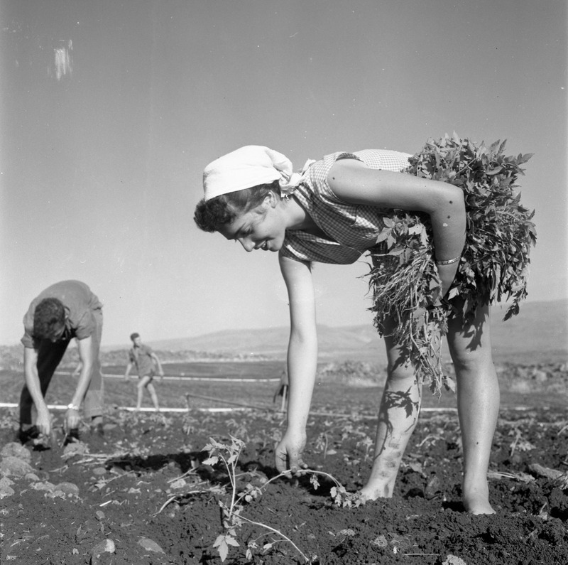 صورة عمرها حوالي 60 عامًا لشباب يهود يعملون بكد، في أرض أجدادهم، في مزرعة في شمال إسرائيل....