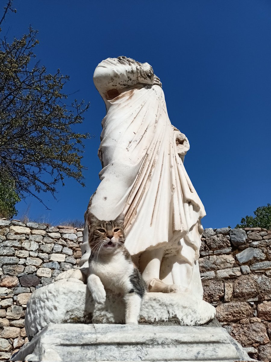 efeslitolgamert's tweet photo. Bazen kedi olmak istersin.

#CatsOfTwitter #catsofephesus #ephesus #cats https://t.co/QCSarCWKKQ