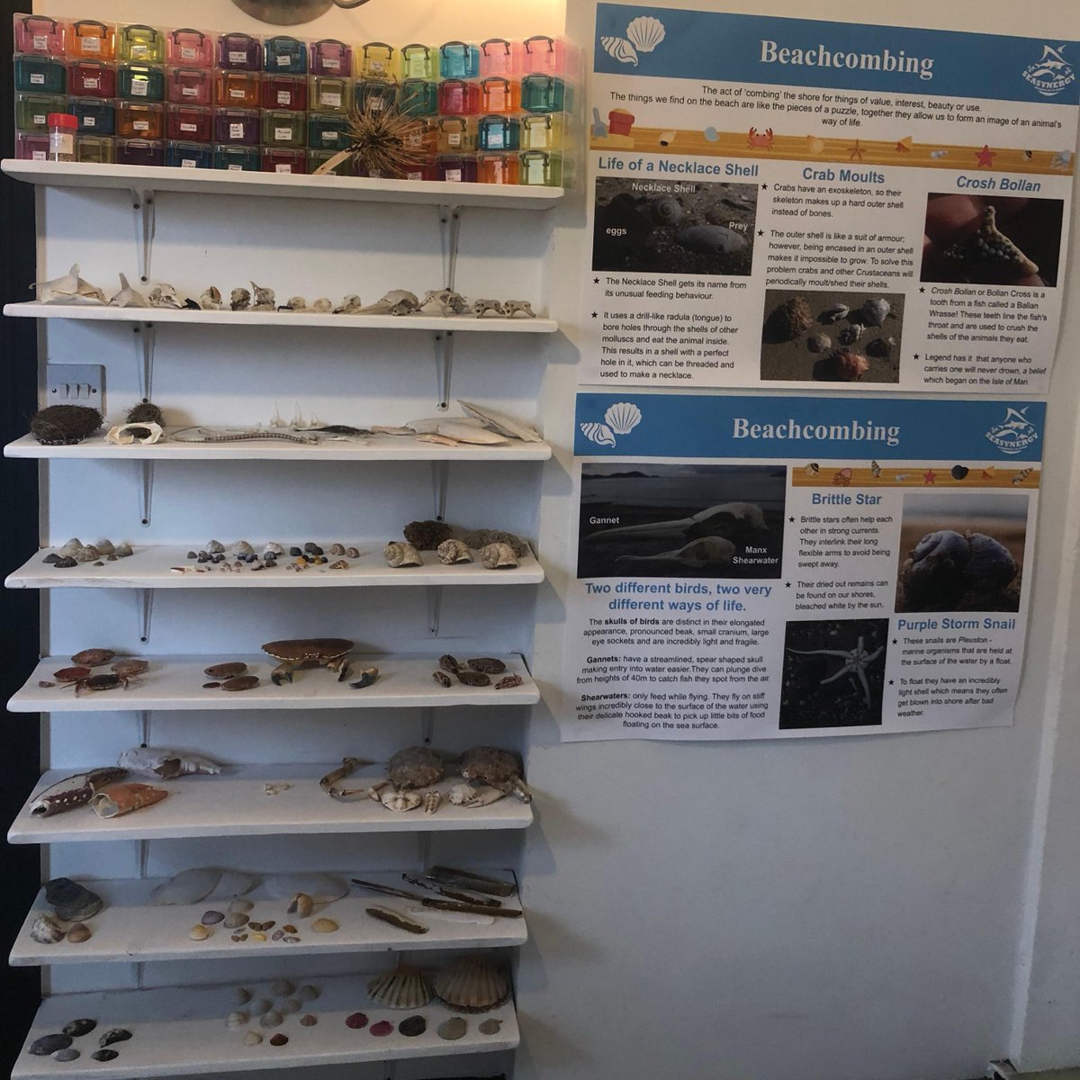 Our Sea Synergy Marine Life Exhibition will be opening this Saturday from 11am! Come down to take a look around our collection of beachcombing finds, learn about whales and dolphins, and experience our intertidal aquarium! 

#whatsoninwaterville @WatervilleKerry @theringofkerry