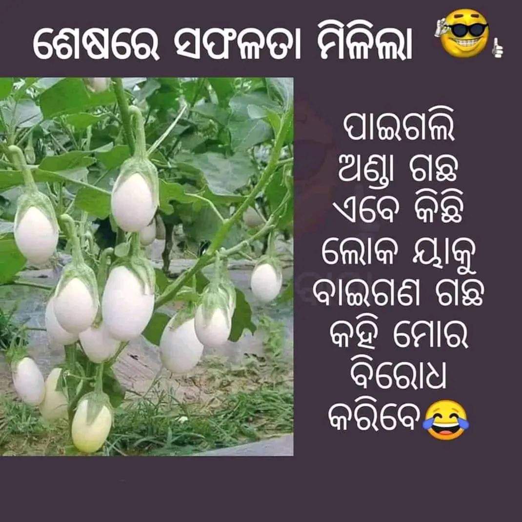 Anchor_Mukesh's tweet photo. ଅଣ୍ଡା ଗଛ😂😂😂🥚🥚
#EggTree https://t.co/LUeiWI7V52