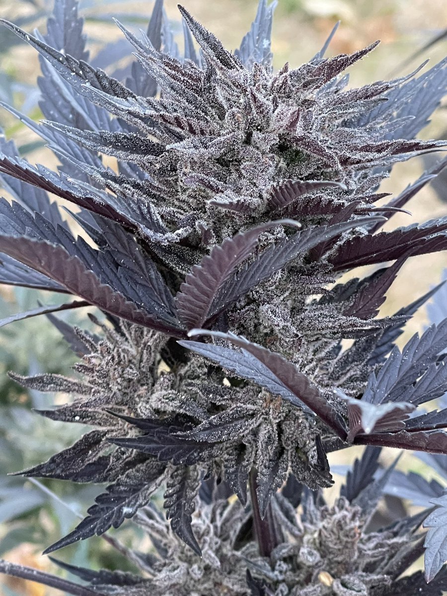 Silver Magic Auto showing some nice color at the end of flower. The Silver Magic is a cross of the Silver Spoon and Magic Spoon to help unlock some new aroma profiles. 

#Greenhandgenetics #Mmemberville #CannabisCommunity #dank #autocultivo #weed #cannabis #za