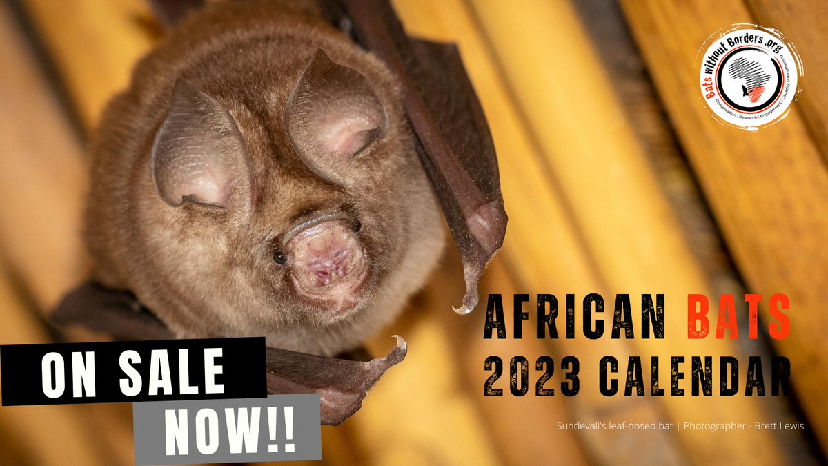 Bats without Borders tweet media