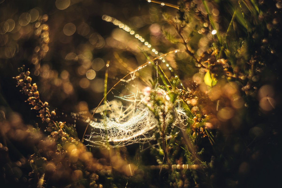 #Dartmoor up close and personal 💚 Things I shot below #Steeperton #Tor the other morning #DartmoorPhotographer #Details #VisitDartmoor