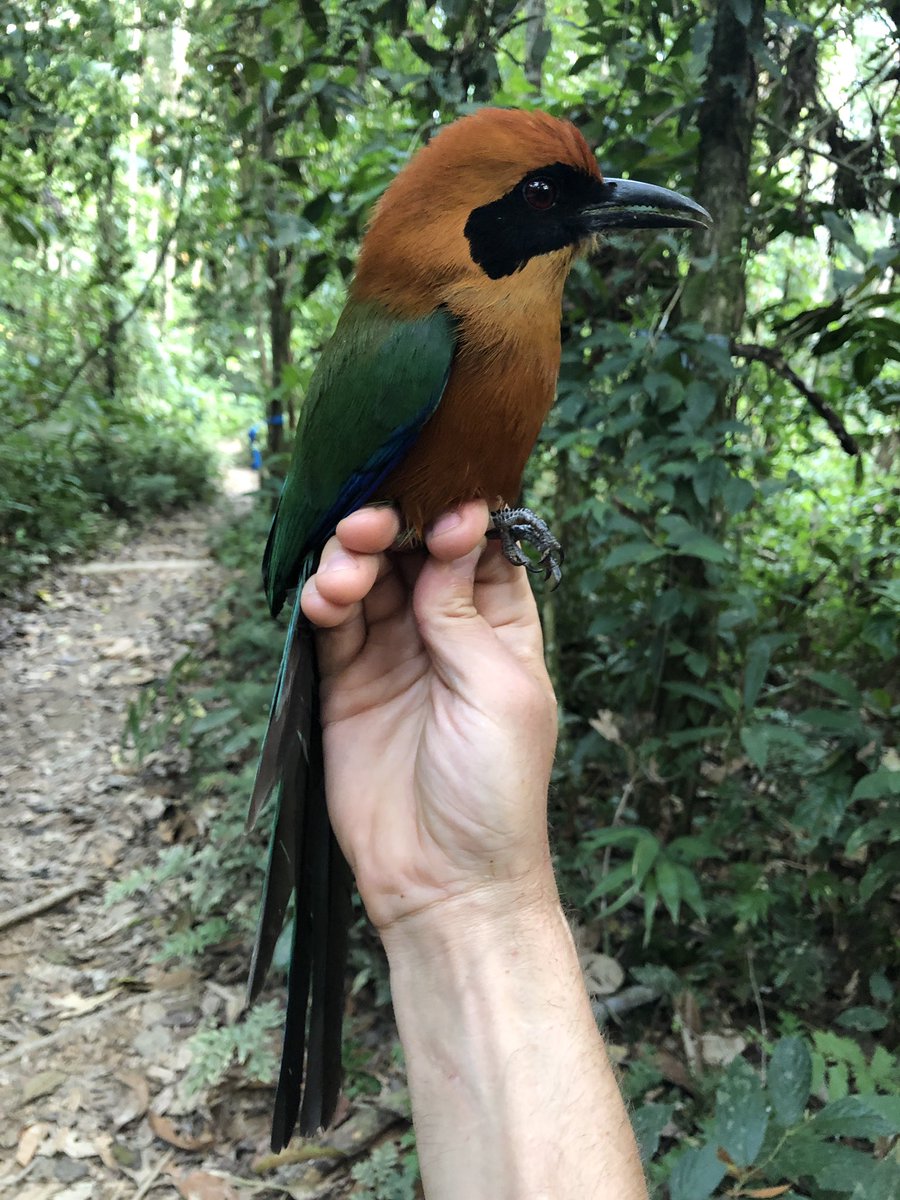 RT @ChrisKetola: Just another morning of banding here in Peru, 25 captures and 17 species…. https://t.co/D5kJPGNBDU