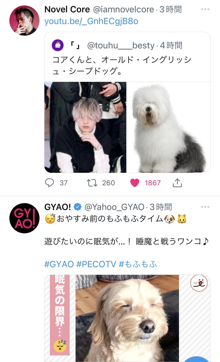 wacchu_bmsg's tweet photo. この並びは笑うしかないよ😂🫶
おやすみ前のもふもふタイムw
https://t.co/dPNLFq6CwI

#NovelCore 
#DOGfreestyle https://t.co/n67oJRRMyP