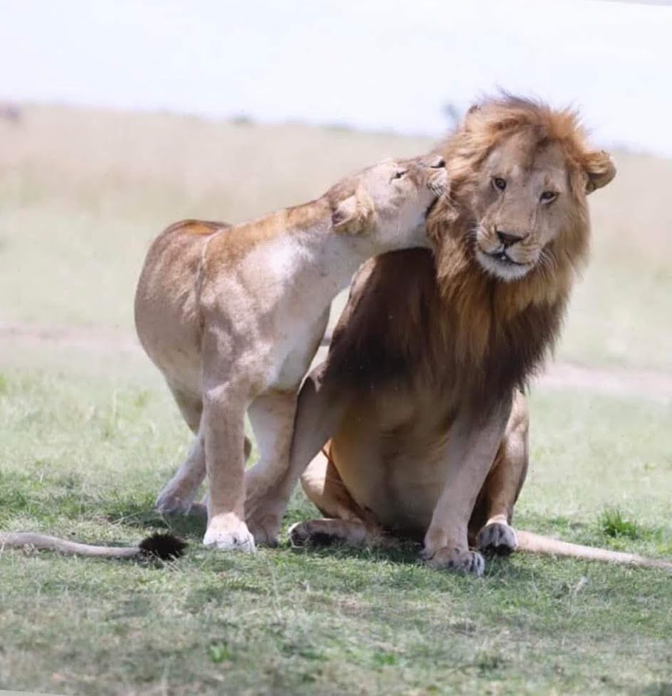 Oops looks like Oloimina has upset the wife 😂

Best if he does what she says, otherwise he will regret it again!!

#LoveLions 
📸Bernard Naurori